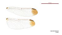 Diplacodes nebulosa female wings (34672009430)