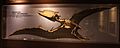 Dsungaripterus-Paleozoological Museum of China