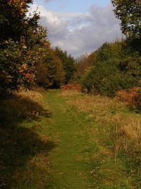 Dunwich Forest - geograph.org.uk - 727703