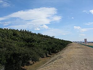 Dyke and forest to protect Makuhari