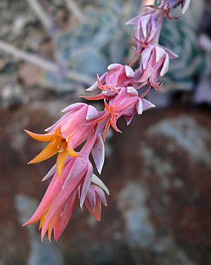 Echeveria runyonii 1