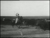 Edison film Cattle Bliss OK 1904