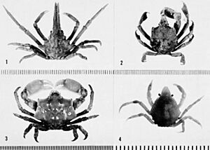 Epialtidae - Plate 25 (Garth, 1958) (cropped).jpg
