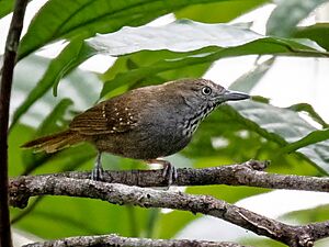 Epinecrophylla gutturalis - Brown-bellied Antwren (male), Manaus, Amazonas, Brazil.jpg