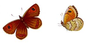 Erebia tyndarus - Schillernder Mohrenfalter