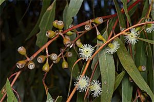 Eucalyptus porosa buds