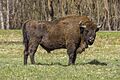 European bison (Bison bonasus) male Białowieza.jpg