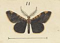 Fig 11 MA I437613 TePapa Plate-XIV-The-butterflies full (cropped)