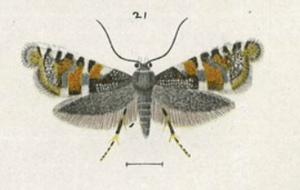 Fig 21. Glyphipterix euastera.png