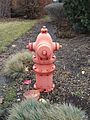 Fire hydrant in chicago