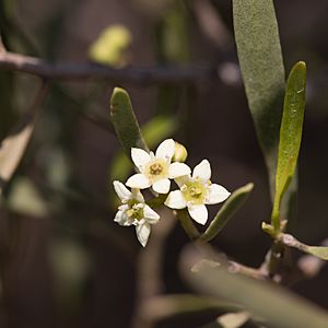 Geijera linearifolia flower