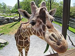 Giraffe ready for closeup