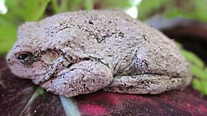 Grey Tree Frog