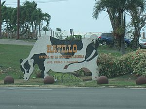 Hatillo cow, Hatillo, Puerto Rico