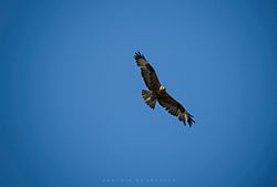 Hawk in Kurdistan