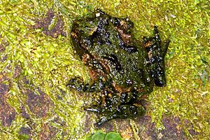 Hochstetters Frog on Moss