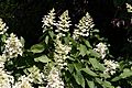 Hortenzia paniculata IMG 6629