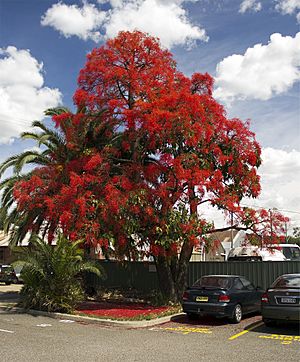 Illawarra Flame Tree (Brachychiton acerifolius).jpg