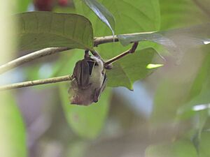 Jamaican fig-eating bat imported from iNaturalist photo 176988156 on 14 February 2024.jpg