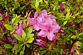 Japanese Gardens Flowers 1