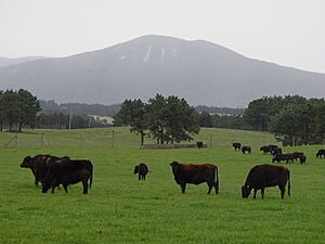 Jeju black cattle grazing