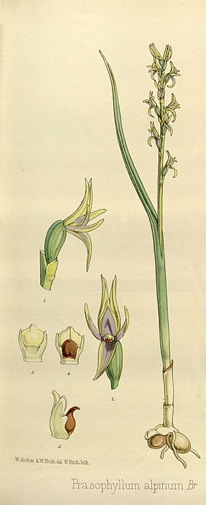 Joseph Dalton Hooker - Flora Antarctica - vol. 3 pt. 2 plate 112 (1860) - cropped 1.jpg