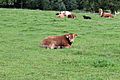 Kuh Kalb Weide Cow Calf Pasture