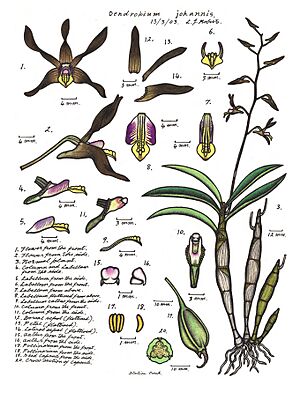 LR023 72dpi Dendrobium johannis
