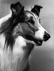 Lassie 1971