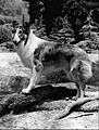 Lassie portrait 1968