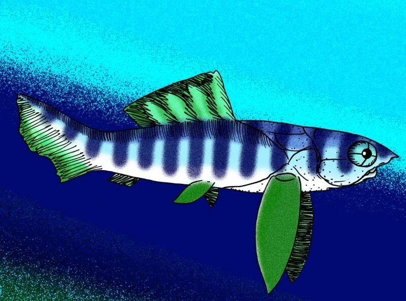 Latocamurus coulthardi