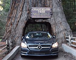 A car drives through Leggett's Drive-Through Chandelier Tree.