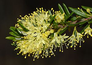 Leionema phylicifolia