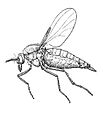 Leptoconops spp. from CSIRO
