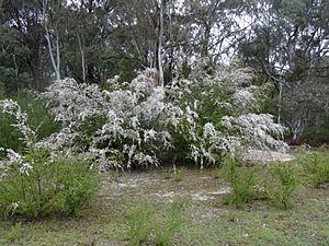 Leptospermum brevipes habit