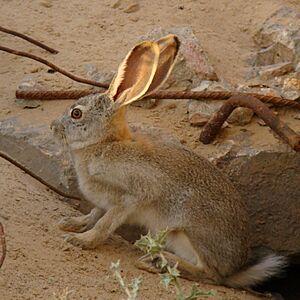 Lepus tolai; Baikonur 03