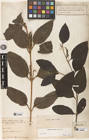 Loranthus occidentalis L., Aublet s.n. MNHN P-P00662816