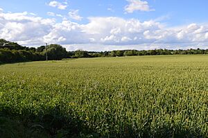 Marks Tey Brickpit 2