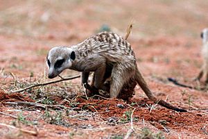 Meerkat (Suricata suricatta) digging