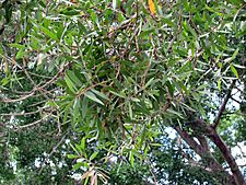 Melaleuca leucadendra-foliage