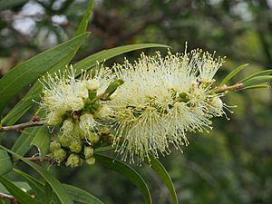 Willow Bottlebrush Facts For Kids