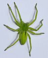 Micrommata virescens (Arcugnano)