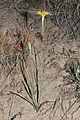 Microseris nutans 9719