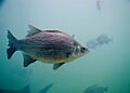 Morone chrysops1