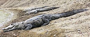 Mugger crocodile (Gando) in Chabahar, Iran- by Hadi Karimi