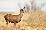 Mule deer New Mexico