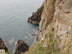 Mull of Galloway Cliffs