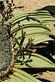 N-welwitschia-2