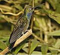 Napo Sabrewing