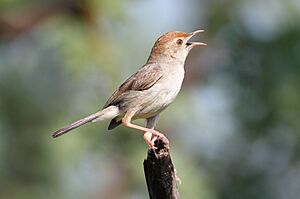 Neddicky, or piping cisticola, Cisticola fulvicapilla at Pilanesberg National Park, Northwest Province, South Africa (17454443855).jpg